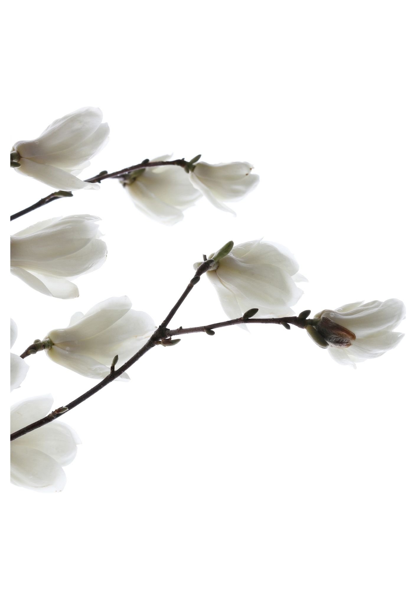 Manahia, Maison de beauté, Spa à Tulle